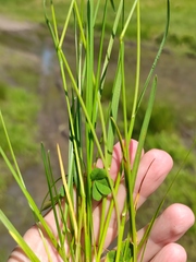 Poa pratensis
