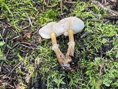 Cystoderma