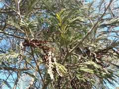 Acacia mearnsii