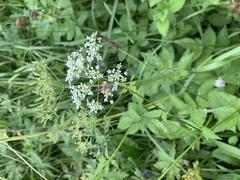 Chaerophyllum aromaticum