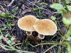 Cystoderma
