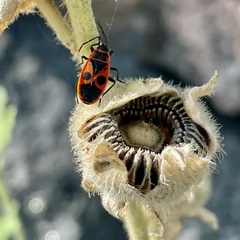 Pyrrhocoris apterus