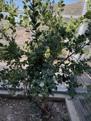 Ximenia americana