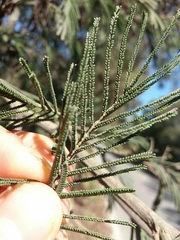 Acacia mearnsii