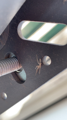 Cheiracanthium mildei