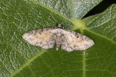 Eupithecia icterata