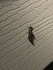 Acrolophus texanella