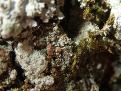 Bacidia rubella