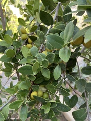 Ximenia americana