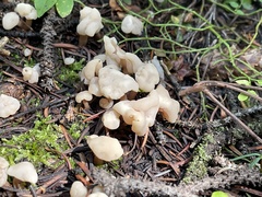 Cudonia circinans