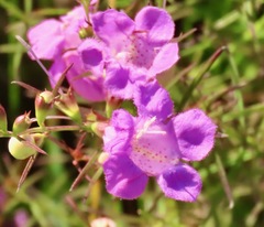 Agalinis purpurea
