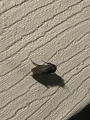 Acrolophus texanella