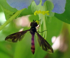 Ocyptamus fuscipennis