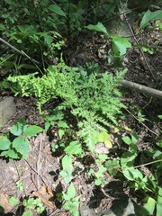 Sceptridium dissectum