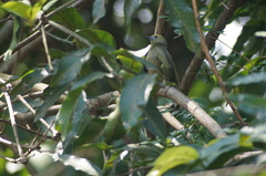 Thraupis palmarum