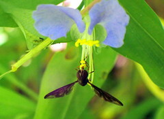 Ocyptamus fuscipennis