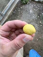 Ximenia americana