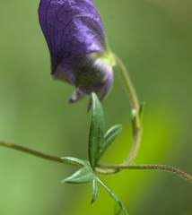 Aconitum volubile