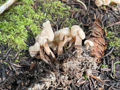 Cudonia circinans