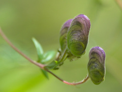 Aconitum volubile