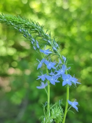 Veronica austriaca jacquinii