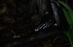 Spilogale angustifrons