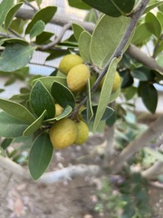 Ximenia americana