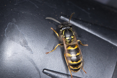 Vespula vulgaris