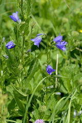 Campanula rhomboidalis