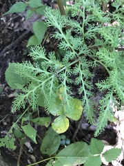 Sceptridium dissectum