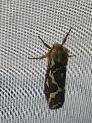 Gazoryctra roseicaput