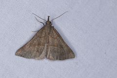 Hypena proboscidalis
