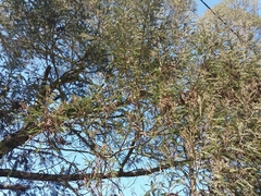 Acacia mearnsii