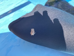 Osteopilus septentrionalis