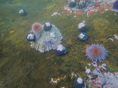 Scutellastra tabularis