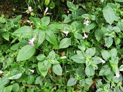Impatiens balfourii