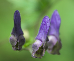 Aconitum volubile