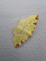 Opisthograptis luteolata