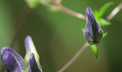 Aconitum volubile