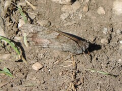 Hipparchia statilinus