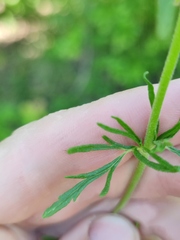 Veronica austriaca jacquinii