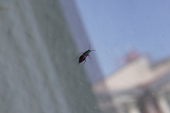 Anthocomus