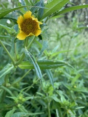 Bidens cernua