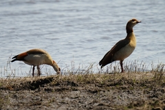 Alopochen aegyptiaca