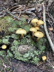 Hypholoma fasciculare