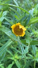 Bidens cernua