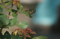 Methona themisto