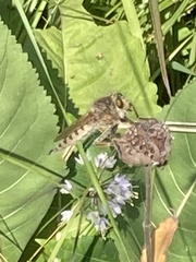 Promachus vertebratus