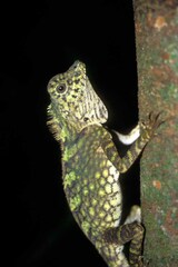 Gonocephalus bornensis
