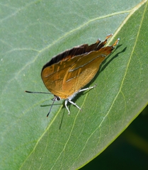 Thecla betulae